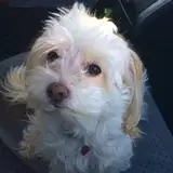 feralpoodles