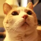 ohnoD