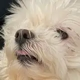zlixon