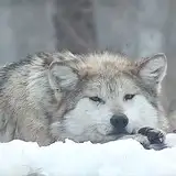 silent、洛语依