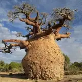 baobab_tree
