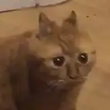 zccblp