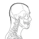 kato_anatomy