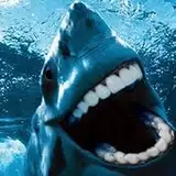 SharkRags